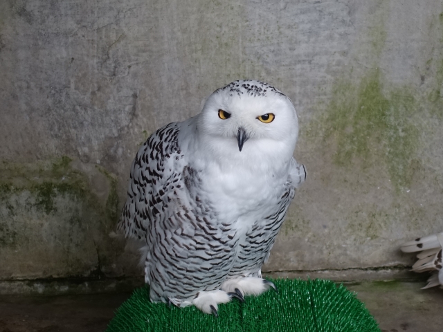 これが懐古ですか